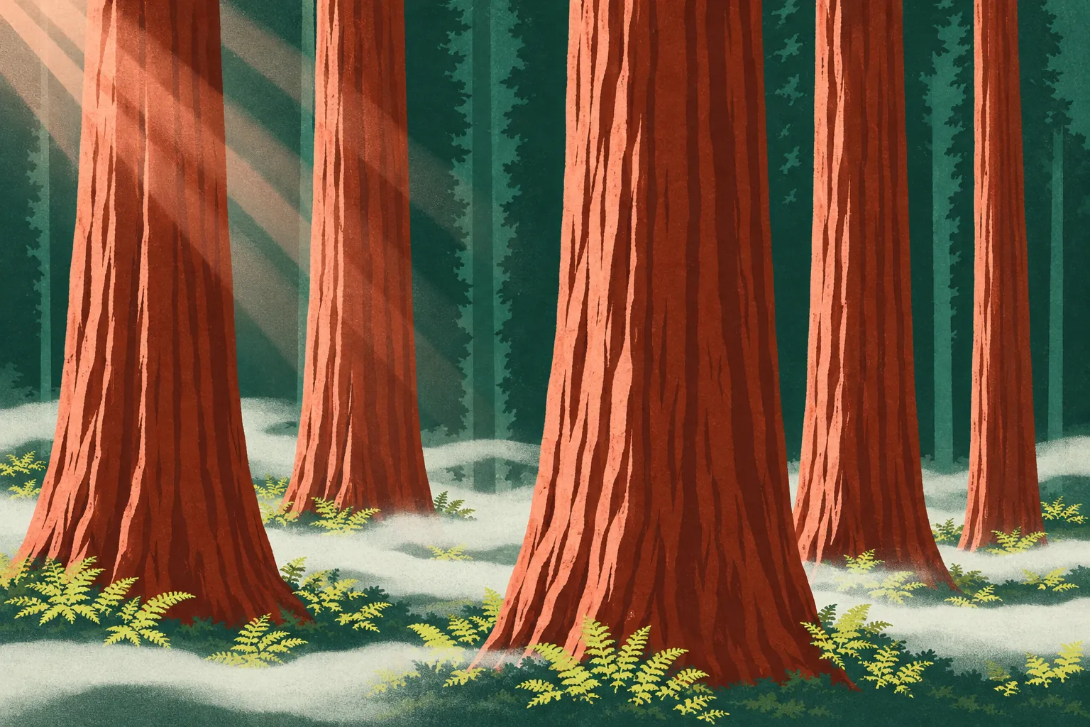 Illustration: giant sequoia trunks rising out of low fog, with ferns at their feet and light slanting in from the left.