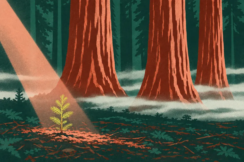 Illustration: a sequoia seedling in a shaft of light, with full-grown trunks standing behind it.